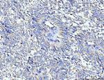 TARS2 Antibody in Immunohistochemistry (Paraffin) (IHC (P))