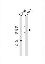 DDX53 Antibody in Western Blot (WB)