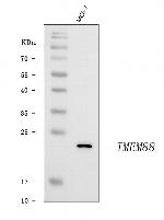 TMEM88 Antibody in Western Blot (WB)