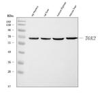 TOX2 Antibody in Western Blot (WB)