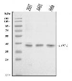 L1RE1 Polyclonal Antibody