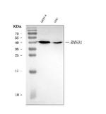 C12orf32 Antibody in Western Blot (WB)