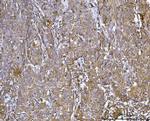 CCDC115 Antibody in Immunohistochemistry (Paraffin) (IHC (P))