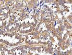 CCDC115 Antibody in Immunohistochemistry (Paraffin) (IHC (P))
