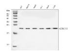 CCDC115 Antibody in Western Blot (WB)