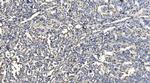 HYI Antibody in Immunohistochemistry (Paraffin) (IHC (P))