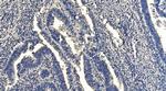 HYI Antibody in Immunohistochemistry (Paraffin) (IHC (P))