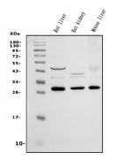 HYI Antibody in Western Blot (WB)