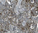SEC14L3 Antibody in Immunohistochemistry (Paraffin) (IHC (P))