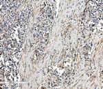 SEC14L3 Antibody in Immunohistochemistry (Paraffin) (IHC (P))