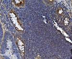 SEC14L3 Antibody in Immunohistochemistry (Paraffin) (IHC (P))