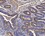 SEC14L3 Antibody in Immunohistochemistry (Paraffin) (IHC (P))