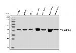 SEC14L3 Antibody in Western Blot (WB)