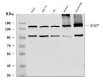WDR7 Antibody in Western Blot (WB)
