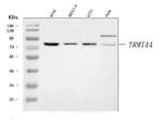 C4orf23 Antibody in Western Blot (WB)