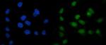 ARL6IP6 Antibody in Immunocytochemistry (ICC/IF)