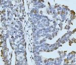 ARL6IP6 Antibody in Immunohistochemistry (Paraffin) (IHC (P))