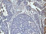 ARL6IP6 Antibody in Immunohistochemistry (Paraffin) (IHC (P))