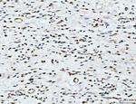 ARL6IP6 Antibody in Immunohistochemistry (Paraffin) (IHC (P))