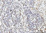 ARL6IP6 Antibody in Immunohistochemistry (Paraffin) (IHC (P))