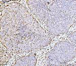 ARL6IP6 Antibody in Immunohistochemistry (Paraffin) (IHC (P))