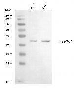 CR16 Polyclonal Antibody