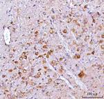 NMS Polyclonal Antibody