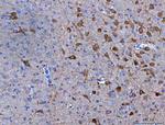 NMS Antibody in Immunohistochemistry (Paraffin) (IHC (P))