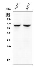 JRK Polyclonal Antibody