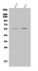 JRK Polyclonal Antibody