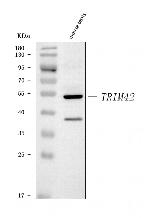 TRIM42 Antibody in Western Blot (WB)