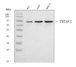TM7SF3 Polyclonal Antibody