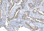 DPY19L1 Antibody in Immunohistochemistry (Paraffin) (IHC (P))