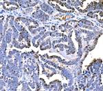 DPY19L1 Polyclonal Antibody