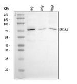 DPY19L1 Antibody in Western Blot (WB)