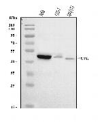 MCAR1/MCAR2 Antibody in Western Blot (WB)