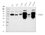 TIGD1 Antibody in Western Blot (WB)