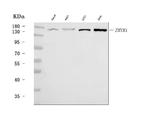 ZMYM1 Polyclonal Antibody