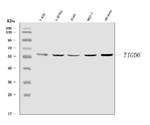 TIGD6 Polyclonal Antibody