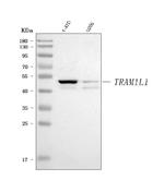 TRAM1L1 Antibody in Western Blot (WB)
