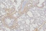 TMEM255B Antibody in Immunohistochemistry (Paraffin) (IHC (P))