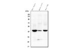 TMEM255B Antibody in Western Blot (WB)