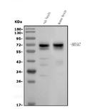 SHISA7 Polyclonal Antibody