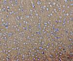 Septin 3 Antibody in Immunohistochemistry (Paraffin) (IHC (P))