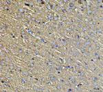 Septin 3 Antibody in Immunohistochemistry (Paraffin) (IHC (P))