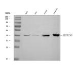 Septin 3 Antibody in Western Blot (WB)
