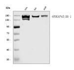 HMHA1 Antibody in Western Blot (WB)