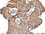 C19orf52 Antibody in Immunohistochemistry (Paraffin) (IHC (P))
