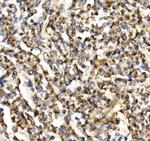 C19orf52 Antibody in Immunohistochemistry (Paraffin) (IHC (P))