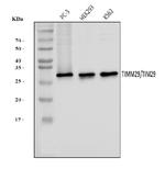 C19orf52 Antibody in Western Blot (WB)